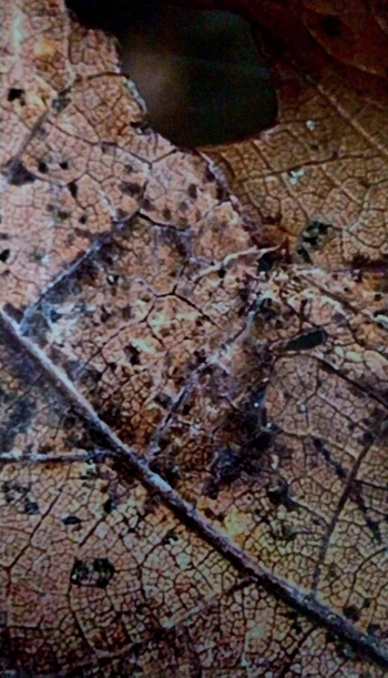 58aa3233-3c05-4520-83b0-2397204a91de.jpeg