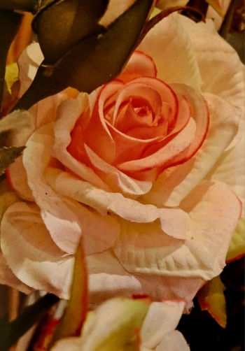 a9ee26dd-eb70-4cbc-8663-41d5e59329dc.jpeg