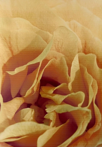 b7704c78-1b0e-47db-8d65-91858315910d.jpeg