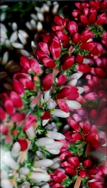 d033c85f-0b4e-40f1-bc76-c9a45cb21101.jpeg